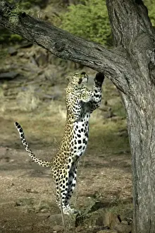 Leopard Print - Namibia Tree Climb