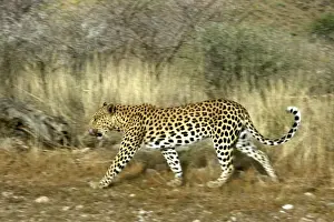 Leopard Print - Side View, Licking Lips