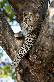Prints of ASW-4864 Leopard - resting in fork of tree. Letaba, Kruger National Park, South Africa. Panthera pardus Alan J. S Leopard Prints: Leopard Resting in Tree, Kruger National Park Print ASW-4864