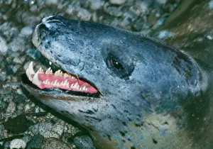 Wildlife Photography Prints: Leopard Seal
