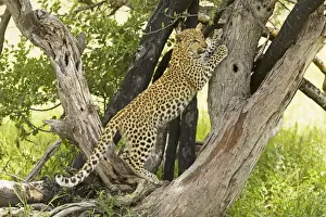 Leopard in Tree Print, Africa