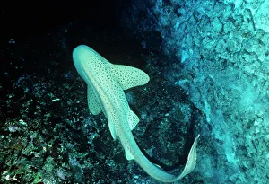 Leopard / Zebra Shark Leopard / Zebra Shark