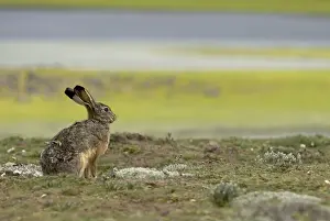 Bale Mountains Ethiopia Prints: Lepus starcki