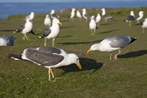 Lesser Black Backed and Herring Gulls (Larus argentatus) Lesser Black Backed and Herring Gulls (Larus argentatus)