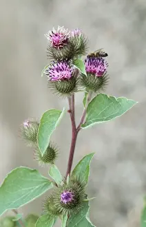 Nature Prints For Home Decor Prints: Lesser Burdock