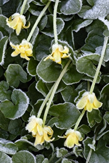 Lesser Celendine - Flowers covered with early morning frost in april Lesser Celendine - Flowers covered with early morning frost in april