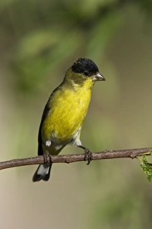 Lesser Goldfinch - male in molt in southeast Arizona Lesser Goldfinch - male in molt in southeast Arizona