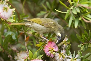 Lewin's Honeyeater - adult sits on a Bottle Brush bush sucking nectar from the Lewin's Honeyeater - adult sits on a Bottle Brush bush sucking nectar from the