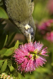 Lewin's Honeyeater - portrait of an adult hanging upside down sucking nectar from a Lewin's Honeyeater - portrait of an adult hanging upside down sucking nectar from a