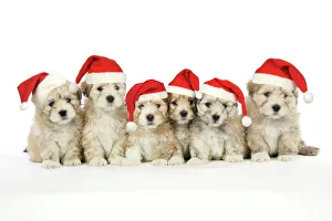 Lhasa Apso cross Shih Tzu Dog - 7 weeks old puppies wearing Lhasa Apso cross Shih Tzu Dog - 7 weeks old puppies wearing