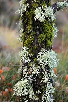 Lichen and Mosses - on tree stem Lichen and Mosses - on tree stem