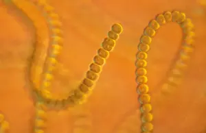 Light Microscope Images Prints: Light Micrograph: Cyanobacterium. ; Magnification x 3, 000 (A4 size: 29. 7 cm width)
