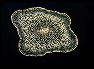 Light Microscope Images Prints: Light Micrograph (LM): A transverse section of a stem of Whisk Fern (Psilotum nudum); Magnification x18 (on 10)