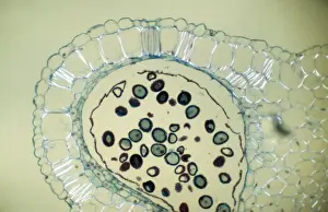 Transverse Section of Dehiscence Lilium Anthers with Pollen Print