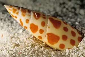 Great Barrier Reef Marine Park Prints: Like many other predatory snails