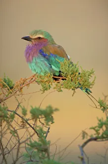 Lilac-Breasted Roller - Portrait in soft evening sunshine Lilac-Breasted Roller - Portrait in soft evening sunshine