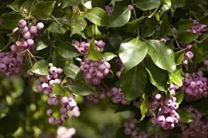 Australian Flowers Prints: Lilly-pilly with berries
