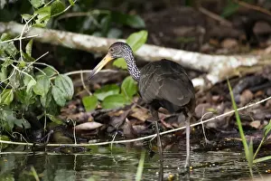 M Watson Photography Prints: limpkin