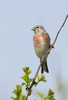 Linnet - male perched highup on Hawthorn bush in evening sunshine - May Linnet - male perched highup on Hawthorn bush in evening sunshine - May