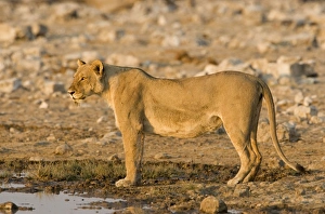 Lion - Full body portrait of a lioness in early morning light Lion - Full body portrait of a lioness in early morning light
