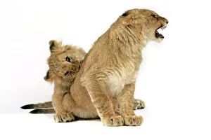 Lion cub (approx 16 weeks old) biting another cub Lion cub (approx 16 weeks old) biting another cub