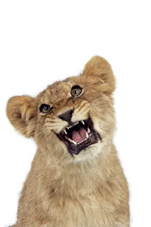 Lion cub (approx 16 weeks old) growling Lion cub (approx 16 weeks old) growling