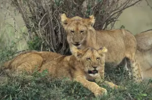 Wild Animal Prints For Sale Prints: Lion - two cubs