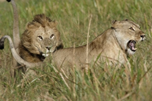 Lion - Male & female, courtship behaviour Lion - Male & female, courtship behaviour