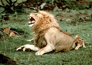 Lion - male roaring, with cub biting rump Lion - male roaring, with cub biting rump