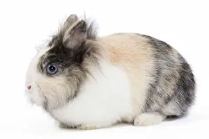 Prints of LA-7801 Lionhead Dwarf Rabbit - in studio Jean-Michel Labat Please note that prints are for personal display purposes only and may not be reproduced in any way. Images Dated 2009 October: Lionhead Dwarf Rabbit Print LA-7801