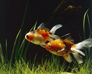 Aquarium Fish Species Prints: Lionhead Fish