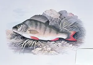 Wildlife Prints: Lithograph - of Perch