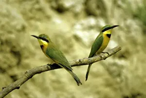 Little Bee-eater Print PS-5308 Merops pusillus