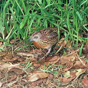 Australian Native Birds Prints: Little Button Quail