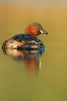 Ardea Wildlife Prints For Sale Prints: Little Grebe