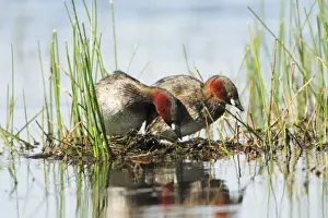 Bird Photography Prints: Little Grebe - pair on nesting platform, Alentejo, Portugal
