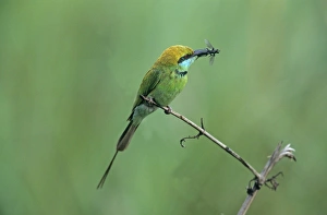 Little Green Bee-eater with insect Little Green Bee-eater with insect
