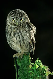 Little Owl at night Little Owl at night
