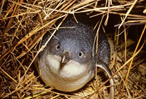 Little Penguin - Also called Fairy Little Blue or Southern Blue Penguin. Smallest penguin Little Penguin - Also called Fairy Little Blue or Southern Blue Penguin. Smallest penguin
