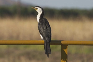 Little Pied Cormorant - Smallest Australian cormorant Little Pied Cormorant - Smallest Australian cormorant