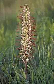 Himantoglossum Hircinum Prints: Lizard Orchid
