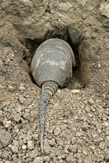 Llanos Long-nosed Armadillo - entering burrow Llanos Long-nosed Armadillo - entering burrow