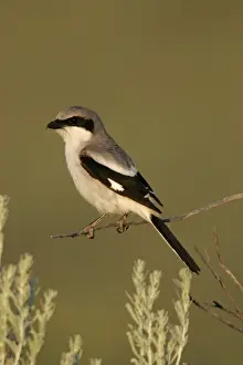 Jim Zipp Wildlife Photography Prints: Loggerhead shrike
