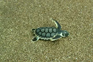 Prints of JPF-14213 Loggerhead Turtle - Hatchling going to sea Mon Repos Beach, Bundaberg, Queensland, Australia Sea Turtle Prints: Loggerhead Turtle Hatchling Print, Mon Repos Beach, Australia