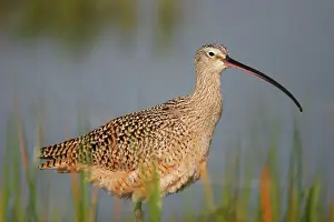 Prints of JZ-2113 Long-billed Curlew Numenius americanus Jim Zipp Please note that prints are for personal display purposes only and may not be reproduced in any way. Charadriiformes Prints: Long-billed Curlew Print Numenius americanus JZ-2113
