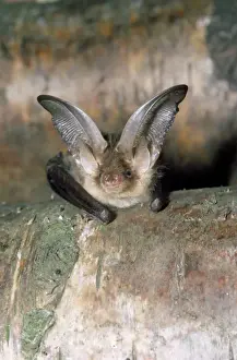 Prints of LB-589 Brown / Common Long-eared / Long-eared BAT Plecotus auritus Ian Beames Please note that prints are for personal display purposes only and may not be reproduced in any way. Auritus Prints: Long-eared Bat Print (Plecotus auritus)