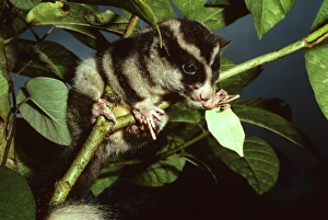 Long-fingered Triok - a striped possum relatively common in highland moss forest Long-fingered Triok - a striped possum relatively common in highland moss forest