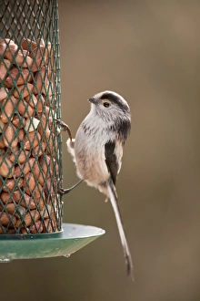 Long Tailed Tit - at peanut feeder - garden Long Tailed Tit - at peanut feeder - garden