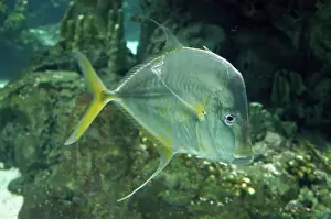 Atlantic Ocean Marine Life Prints: Lookdown Fish - central Atlantic