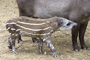Lowland / Brazilian / Amazonian / South American Tapir Lowland / Brazilian / Amazonian / South American Tapir
